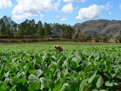 LỊCH SỬ & CÁC QUỐC GIA SẢN XUẤT XÌ GÀ NỔI TIẾNG