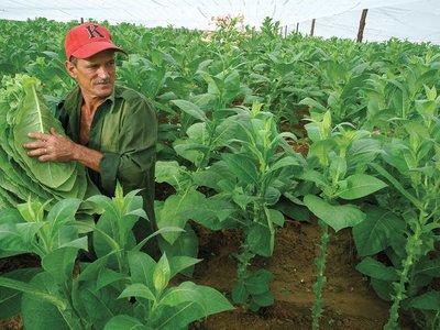 Khám phá những cánh đồng trồng lá xì gà Cuba tốt nhất