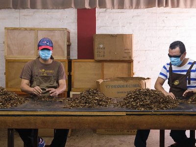 Các nhà máy xì gà mở lại trong bối cảnh bùng phát coronavirus