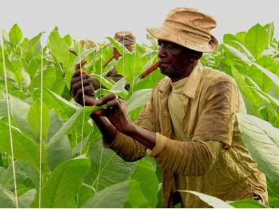 Cây xì gà – “linh hồn” của điếu xì gà được trồng và thu hoạch như thế nào?