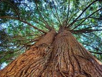 Chất liệu bảo quản xì gà tốt nhất: gỗ tuyết tùng