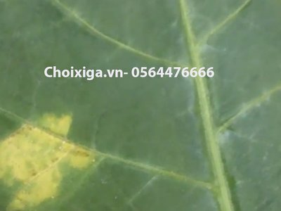 Lá Xì gà bị Mốc xanh là gì?