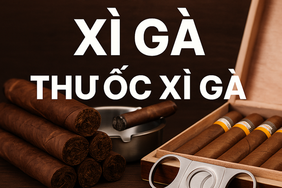 Cigar – Xì Gà Cuba & Việt Nam 2025 | Thuốc Xì Gà, Cigar Shop Uy Tín