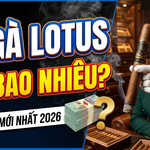 Xì Gà Lotus Giá Bao Nhiêu? Bảng Giá Mới Nhất 2026
