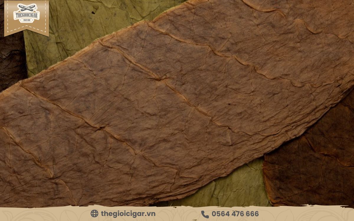 Đặc điểm của lá bọc ngoài xì gà là gì? Đặc điểm của lớp Wrapper xì gà
