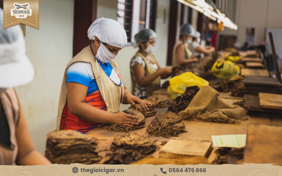 Quy trình xử lý lá bọc cigar Wrapper trước khi cuốn Quy trình xử lí lớp lá wrapper