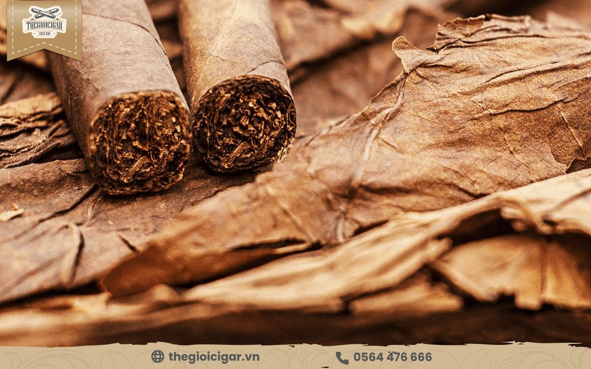 Tầm quan trọng của lá bọc ngoài xì gà Công dụng của lớp lá Wrapper là gì?