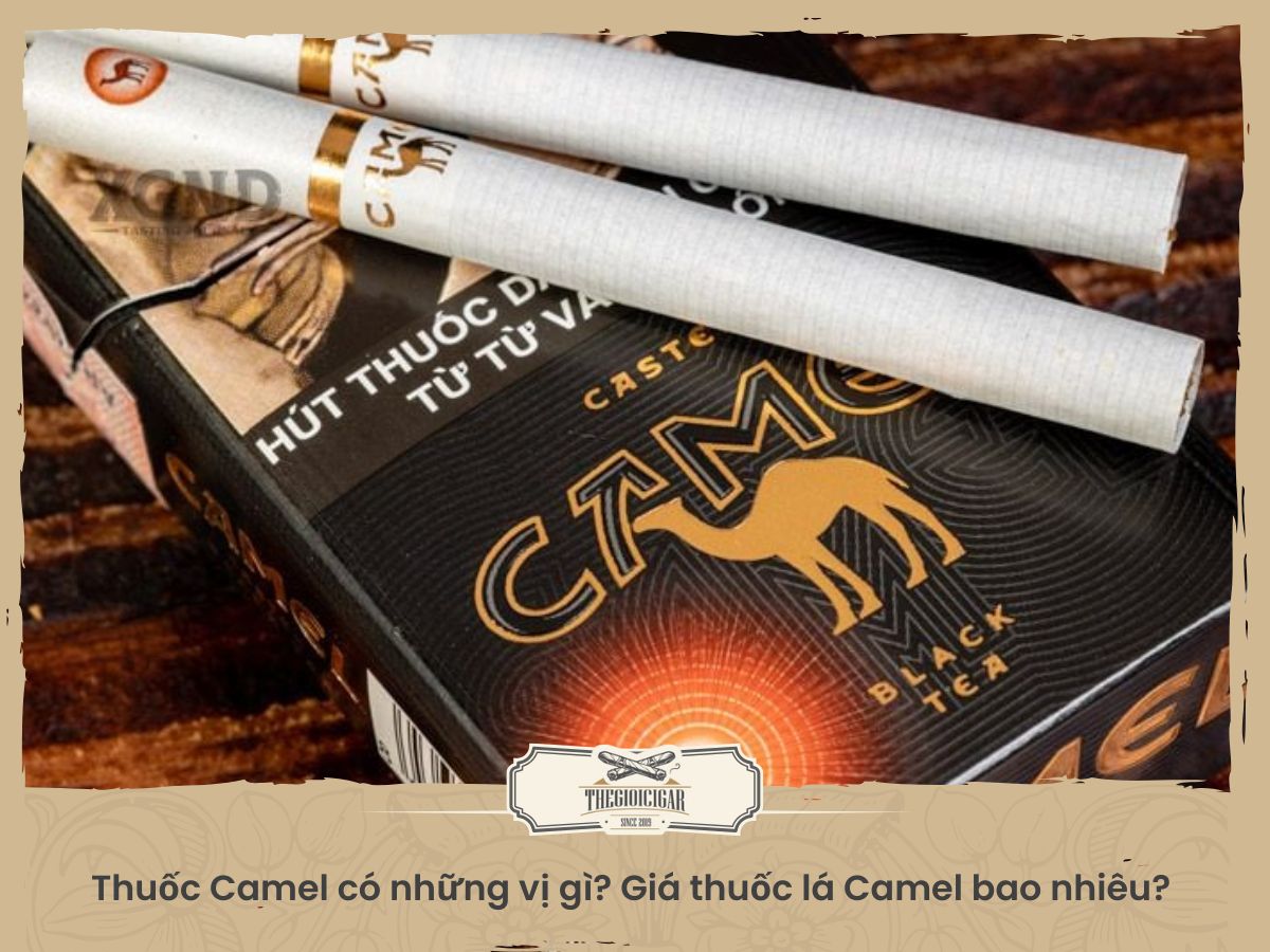 thuốc camel có những vị gì